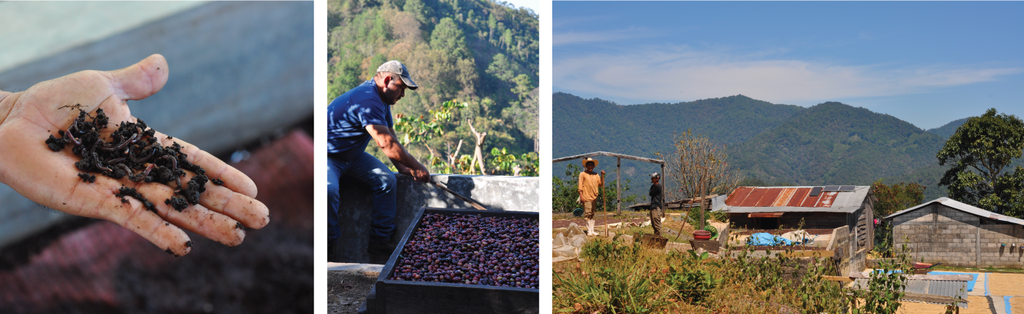 compost and worms - farmer processing coffee - coffee farm in Chiapas