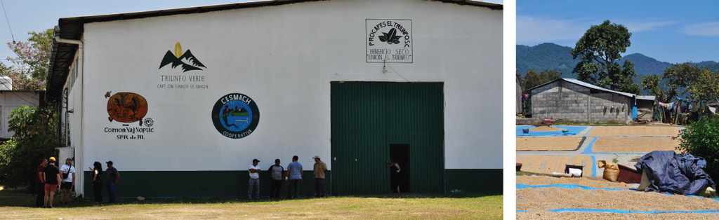 Triunfo Verde Coop Dry Mill and Chiapas Coffee Farm
