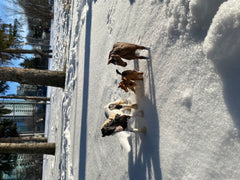 Walk with my beautiful family in the winter. I love running in the snow