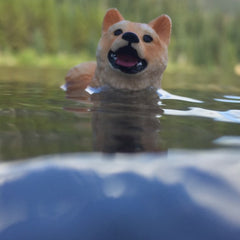 Sadie J. - Swimming Shiba 