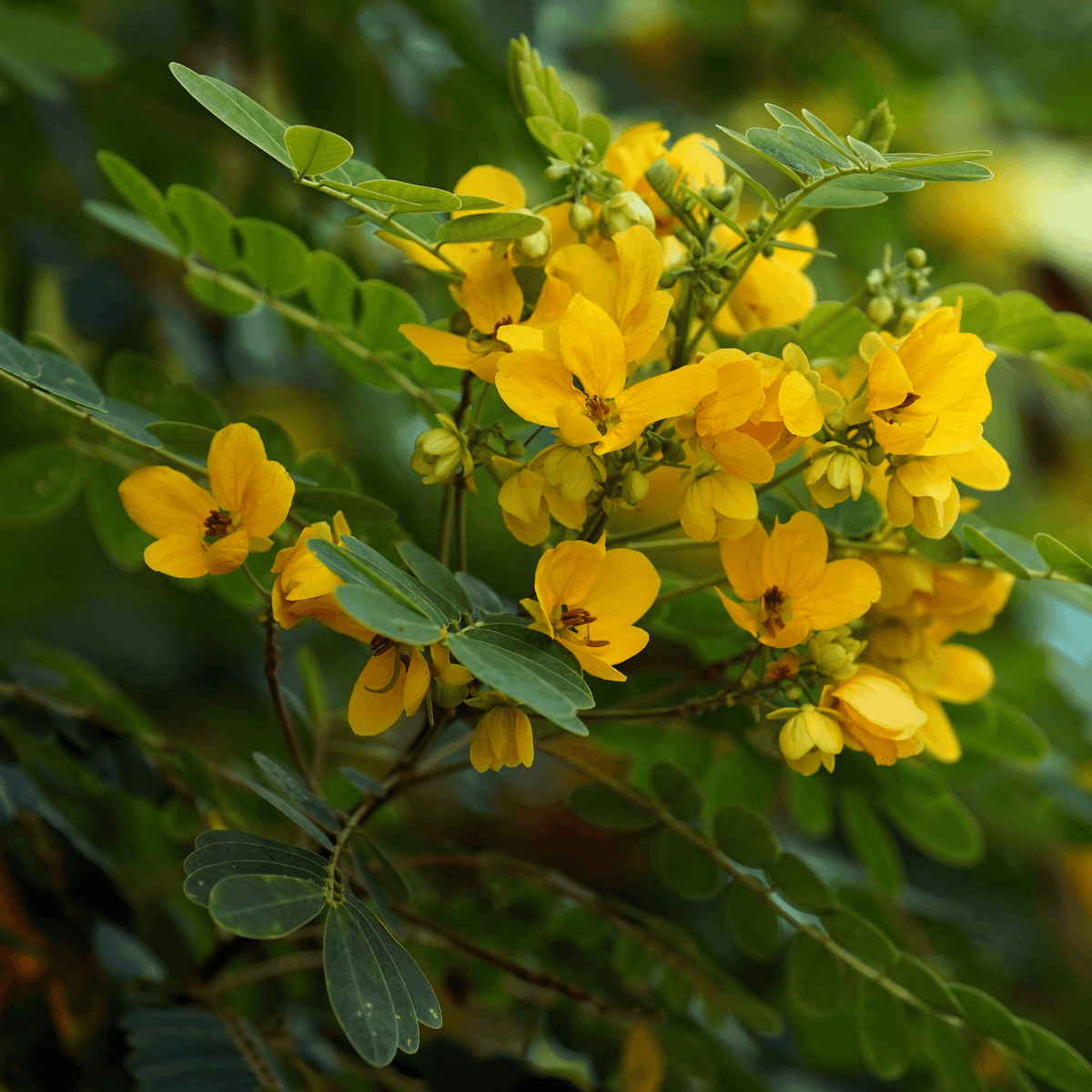 A Natural Tincture Of Cassia Angustifolia Fol Senna Leaf Drclareapothecary 