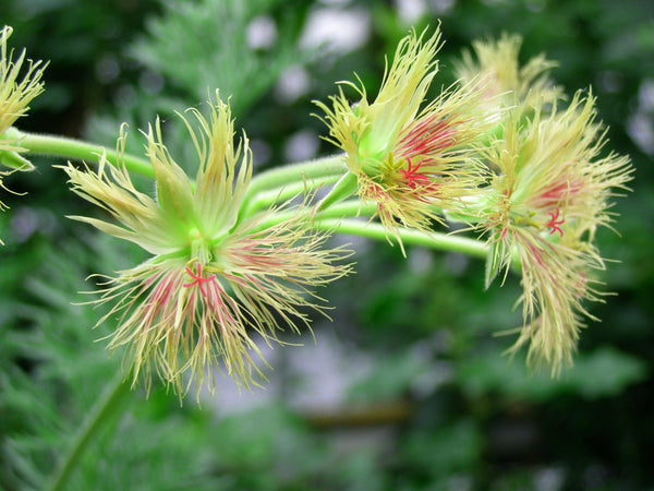 Golden brilliantissimum пеларгония фото и описание