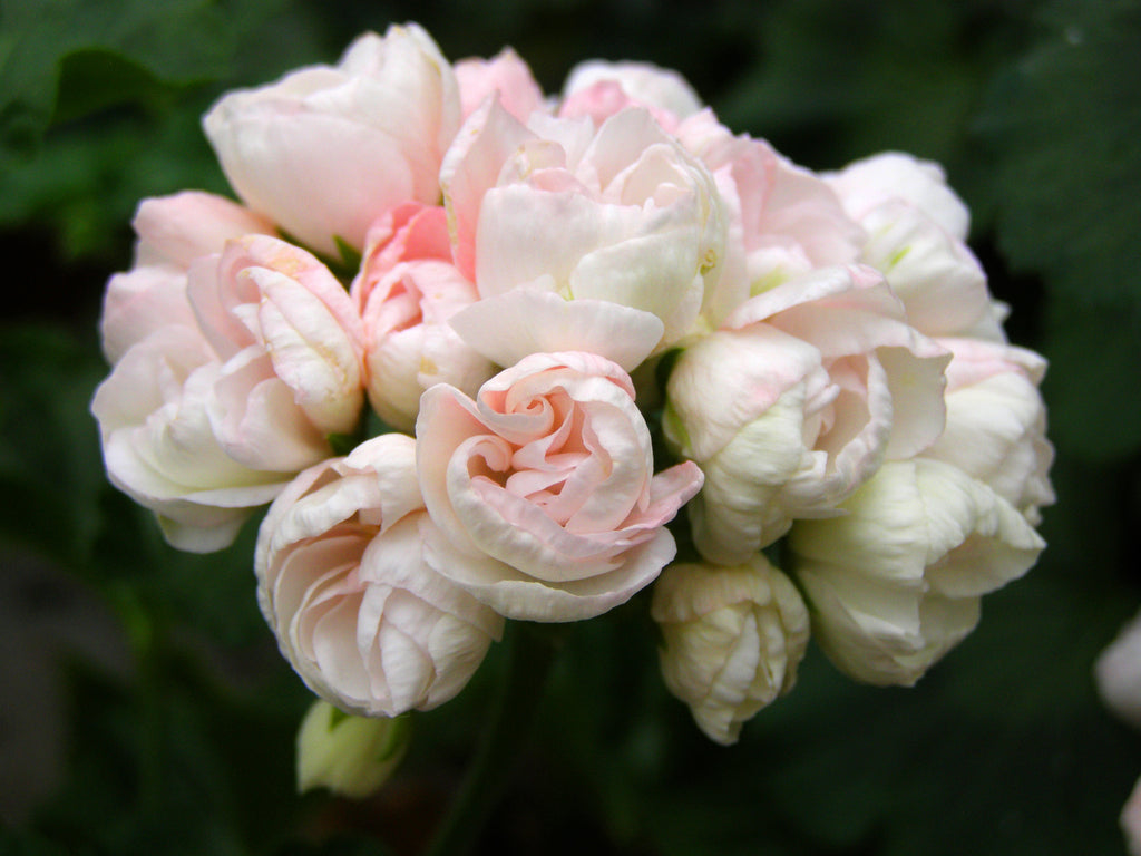 Пеларгония marbacka rose фото