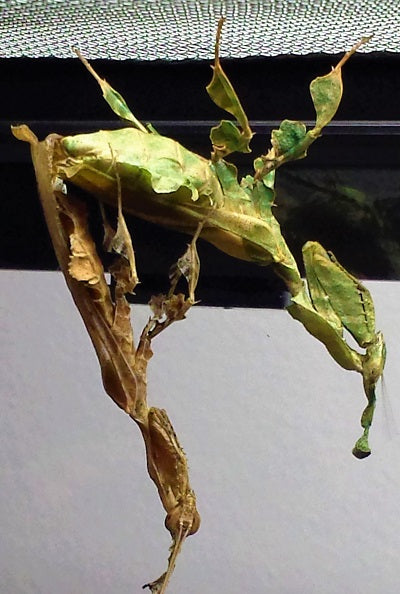 Ghost Mantises Mating (Phyllocrania paradoxa) breeding | PanTerra Pets