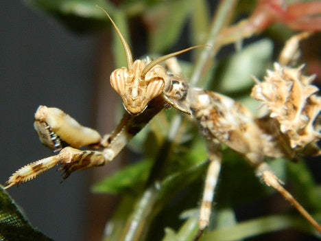 Thistle Mantis (Blepharopsis mendica) sub-adult male | PanTerra Pets