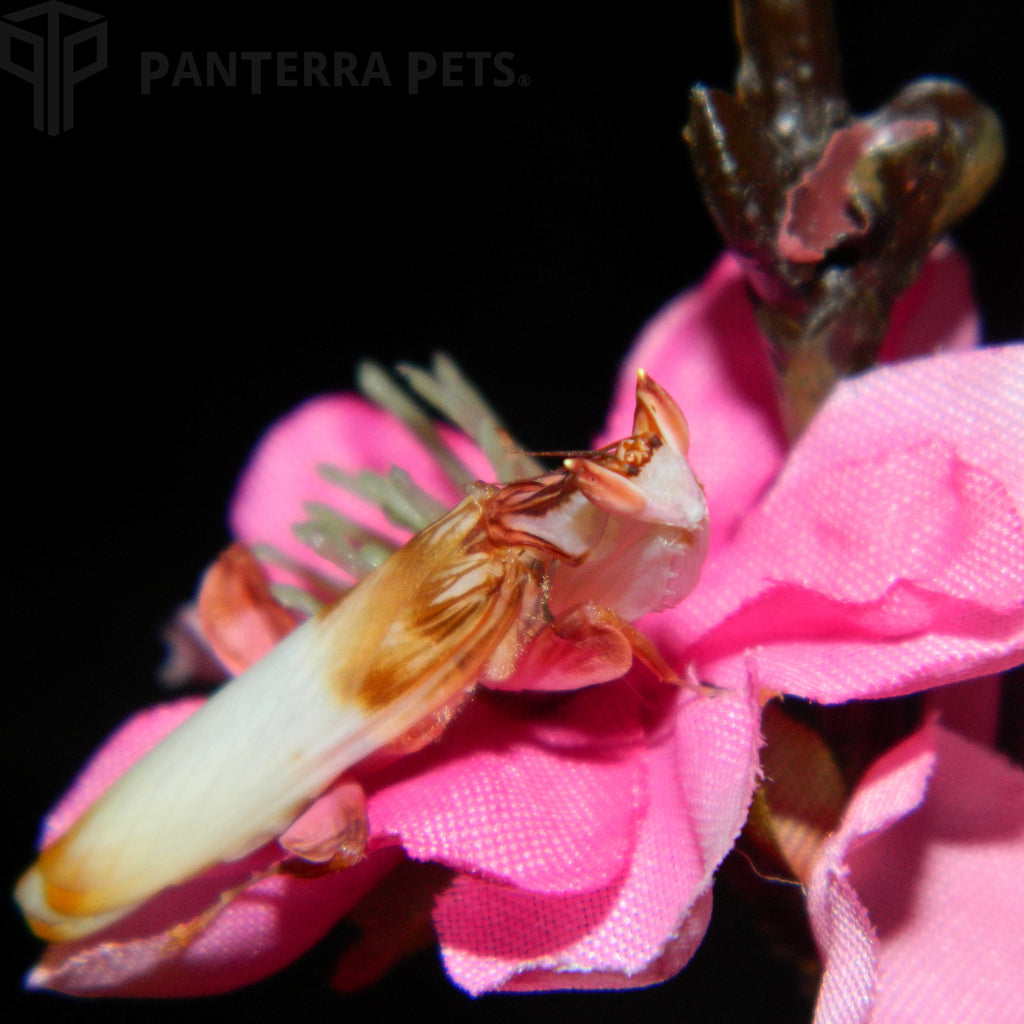 Buy Orchid Mantis (Hymenopus coronatus) for sale at ...