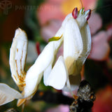 Buy Orchid Mantis (Hymenopus coronatus) for sale at ...