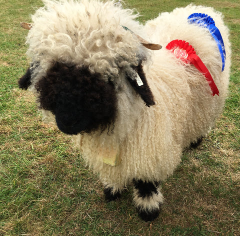 Meet The Valais Blacknose Sheep And Lambs New Forest Valais