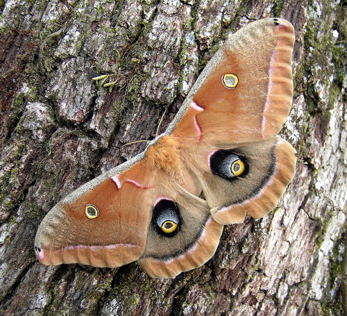 Antheraea Type Silk Moth