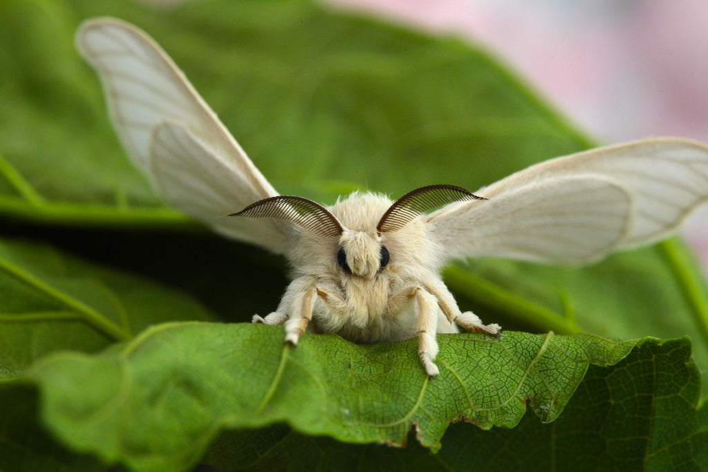 Bombyx Mori Moth - Silk Moth 