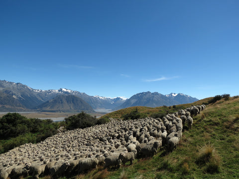 Photo Credit Pippa Wigley Art of Merino Sheep in a High Country Station in New Zealand