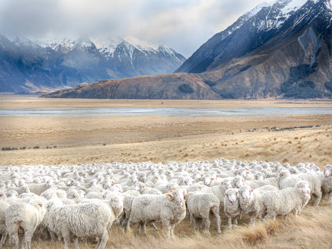 Merino Sheep on a High Country Station in NZ