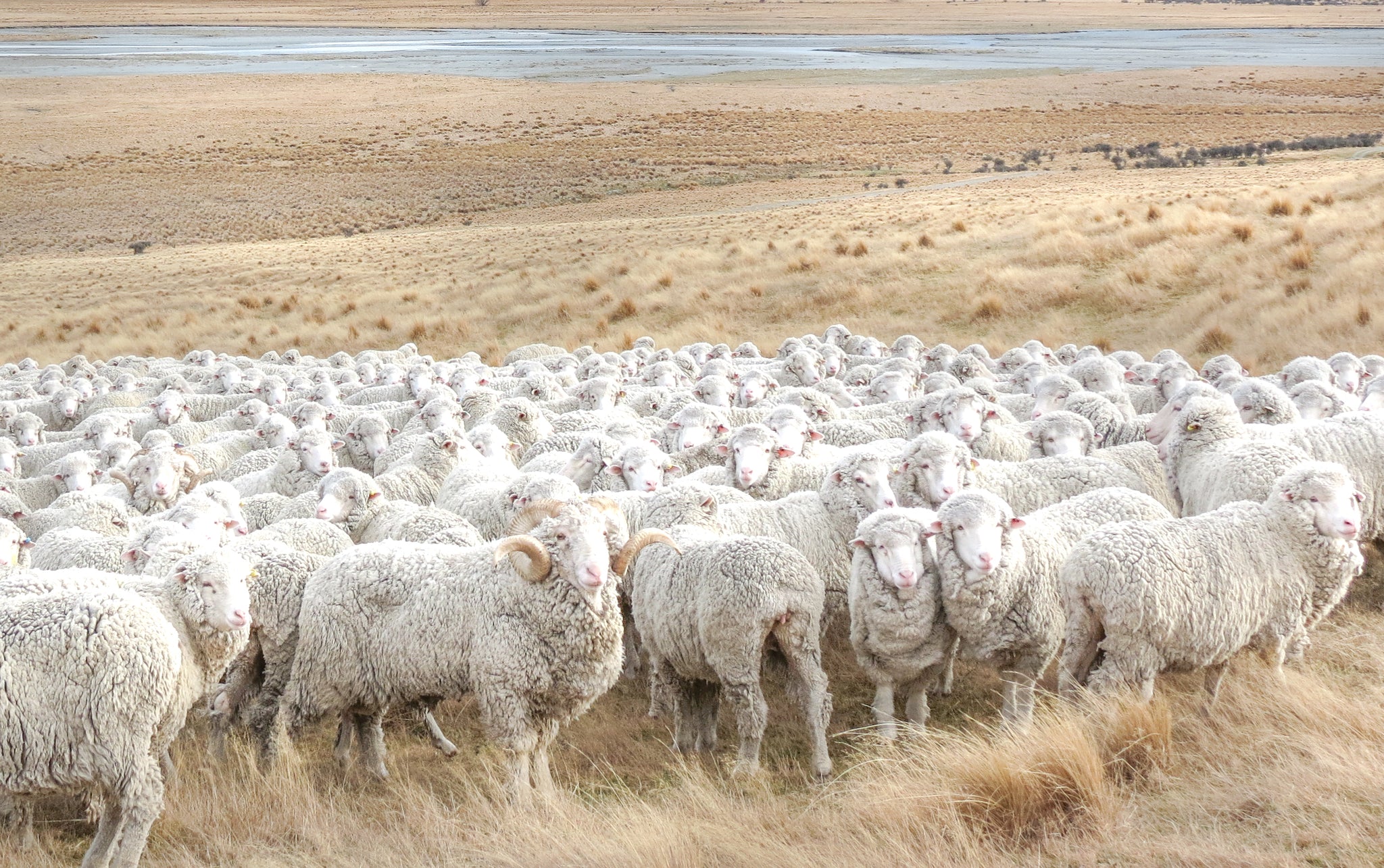 Merino Sheep | Wilderling New Zealand