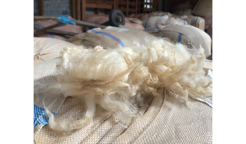 Wool Fibres from NZ Sheep