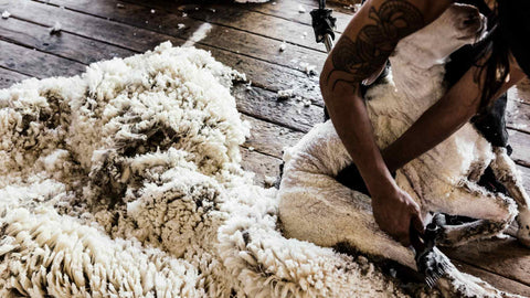 Woolmark image of Shearer Shearing a Sheep to remove its Fleece
