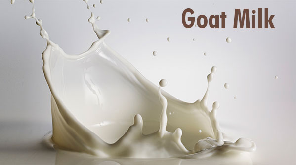 Goat milk in body moist