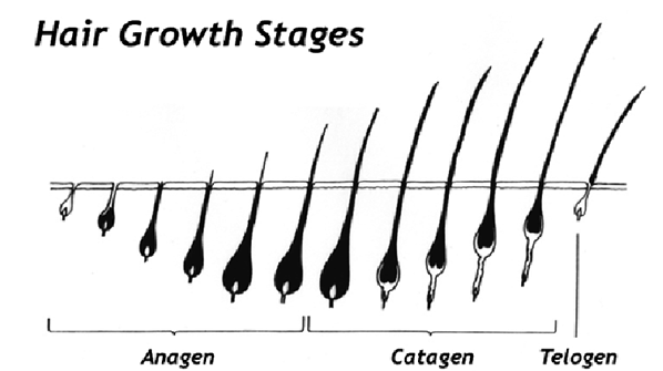 hair fall & hair thinning 