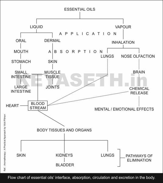 how aromatherapy works in body flow diagram