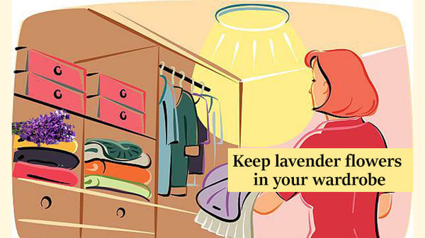 keep your clothes fresh with lavender 