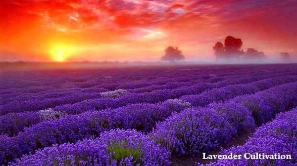 lavender essential oil lavender cultivation 