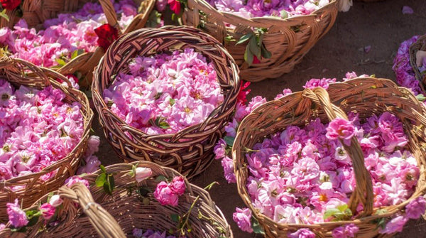 why rose essential oil is so expensive