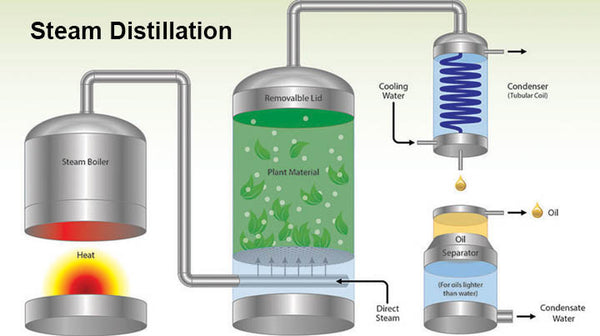 extracting essential oils steam distillation