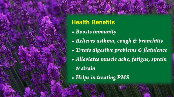 health benefits of lavender essential oil
