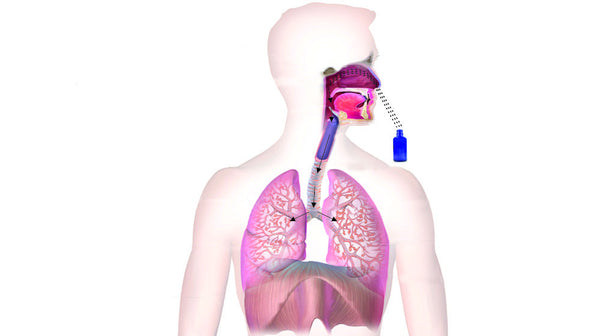 respiratory pathway of aromatherapy