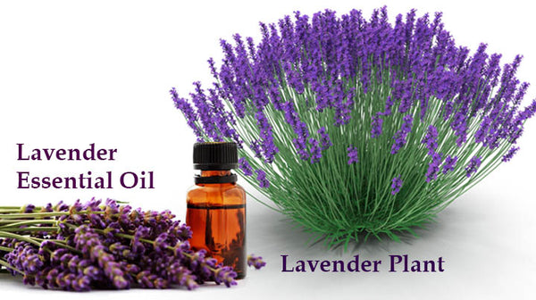 lavender essential oil for treating jet lag