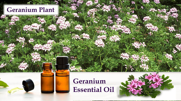 geranium essential oil for treating jet lag