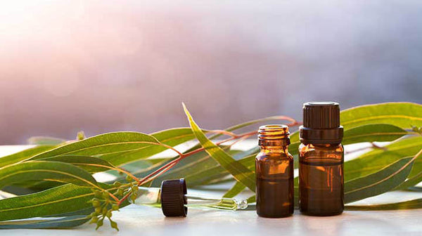 eucalyptus essential oil for natural fairness