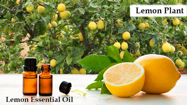 lemon essential oil for jet lag