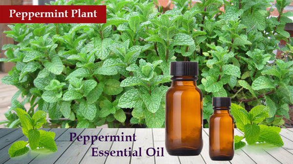 peppermint essential oil for jet lag