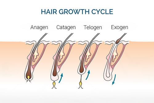 The Science Behind Hair Growth.jpg__PID:250d91e6-d665-4347-8ad1-3441528fe004