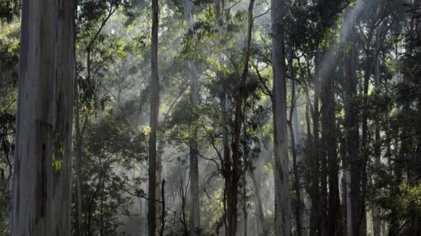 eucalyptus essential oil