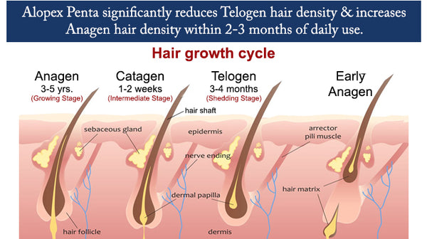 alopex penta increases anagen hair density