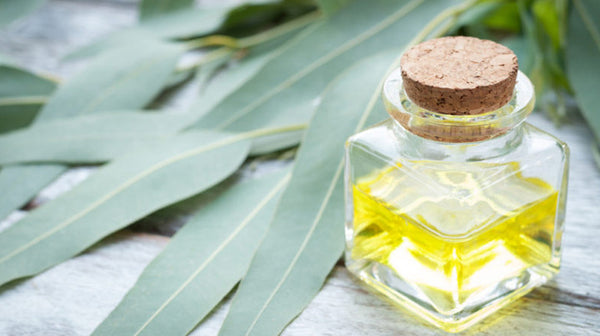 eucalyptus oil in hot and cold