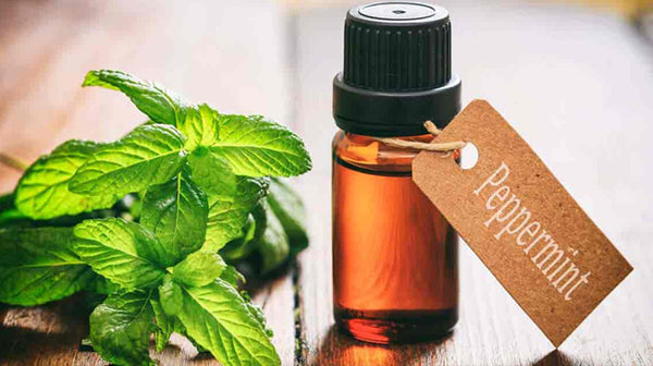 peppermint oil in hot and cold