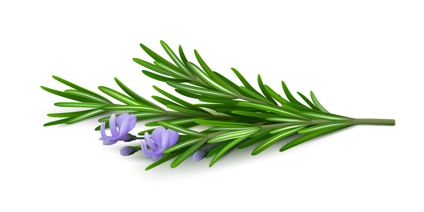 Rosemary Oil – Keya Seth Aromatherapy