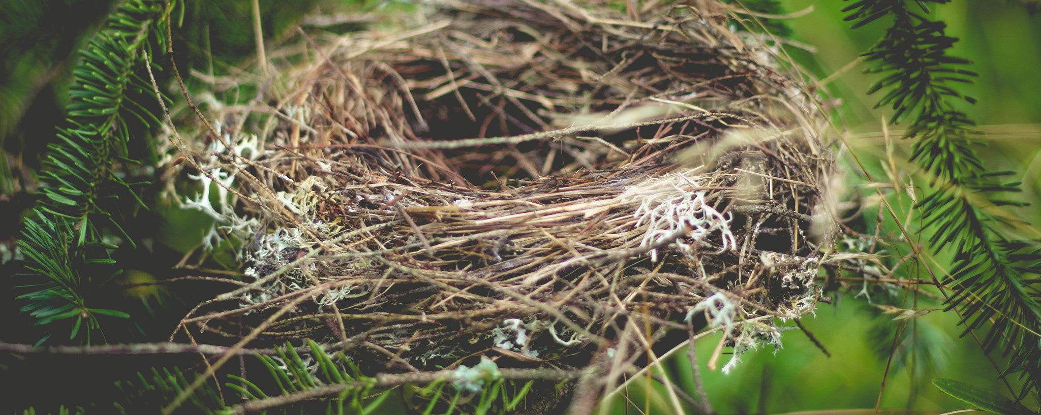 bird nest