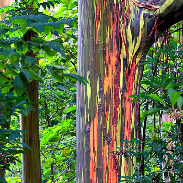  Eucalyptus deglupta  Rainbow Eucalyptus  Smart Seeds 