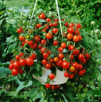 tiny tim tomato plant