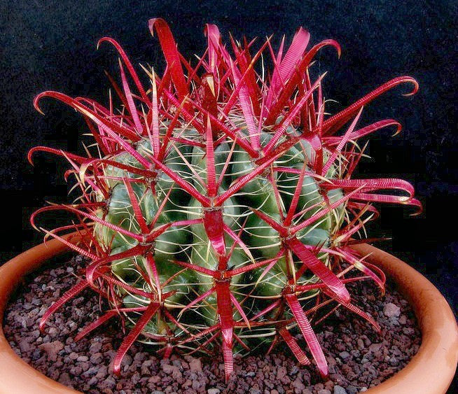 ferocactus seeds