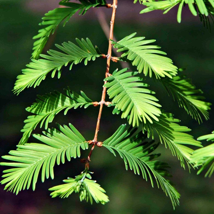 dawn redwood metasequoia glyptostroboides
