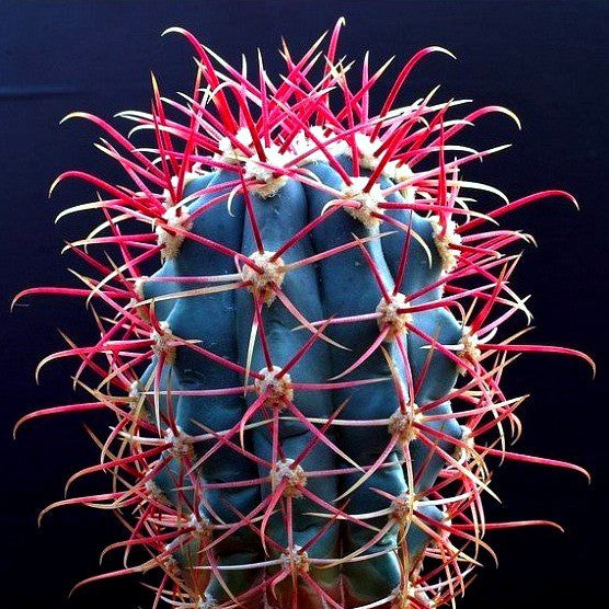 Ferocactus gracilis - Red Barrel Cactus - Smart Seeds Emporium