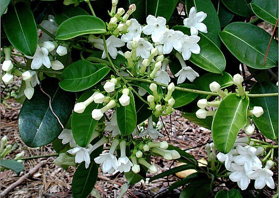 Stephanotis floribunda Madagascar Jasmine - Smart Seeds ...