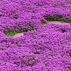 creeping thyme flowers