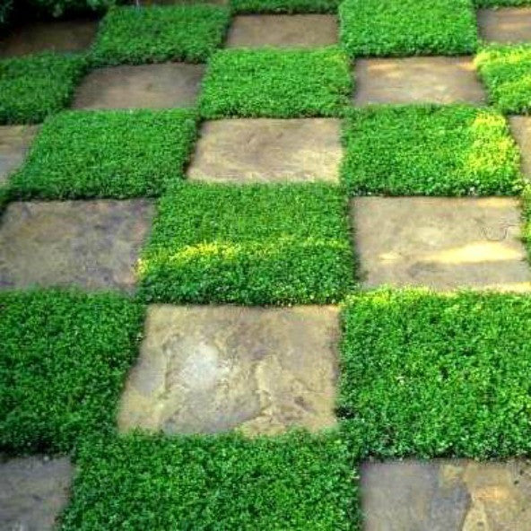 creeping mother of thyme between pavers