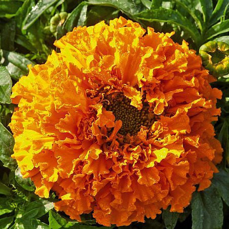 Day of the Dead Marigold - Tagetes erecta – Smart Seeds Emporium