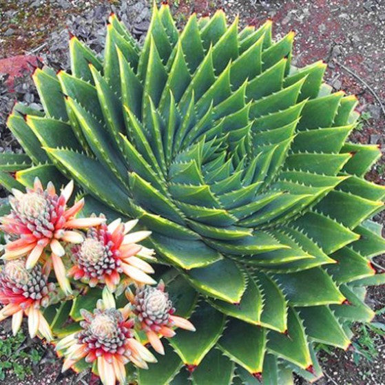 does spiral aloe grow in slc